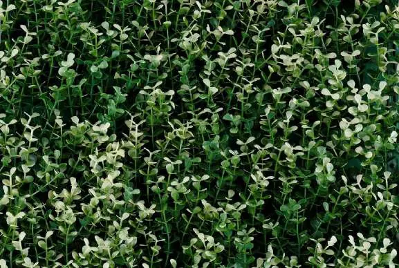 Muro verde Boxus Blanco, tono blanco