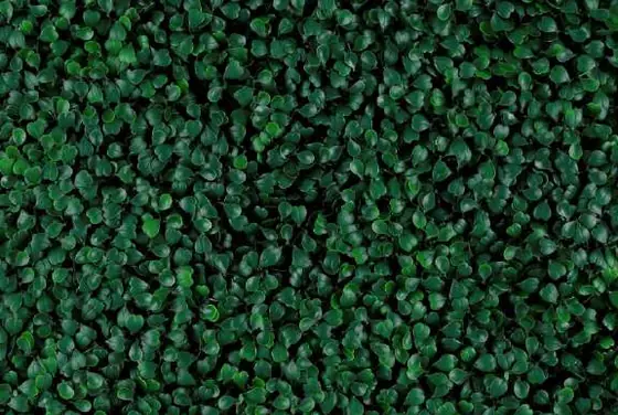 Muro verde Boxus Verde