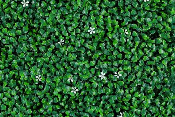 Muro verde Jazmín