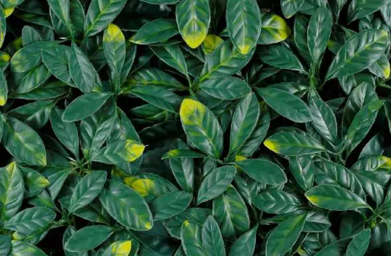 Muro verde Laurel Europeo